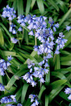 AM: 00054 Hyacinthoides x massartiana (Spanish Bluebell)