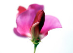 AM: 00012 Lathyrus odoratus (Sweet pea)