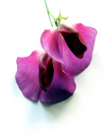 AM: 10017 Lathyrus odoratus (Sweet pea)