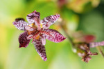 AM: 00026 Tricyrtis formosania (Toad lily)