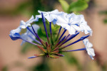 AM: 00029 Plumbag auriculata (Cape leadwort)