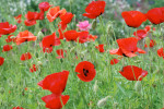 AM: 10038 Papaver rhoeas (Flanders poppy)