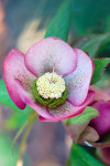 AM: 00045 Hellebore