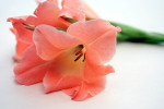 AM: 00052 Gladiolus