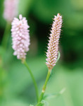 AM: 00056 Persicaria bistorta 'Superba'