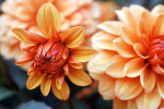 AM: 00058 Dahlia