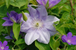 AM: 00084 Clematis