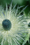 AM: 00128 Eryngium alpinum