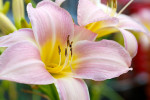 AM: 00154 Hemerocallis