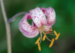 AM: 00160 (Turk's cap Lily)