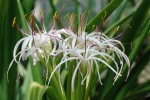 AM: 00165 Hedychium yunnanense