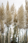 AM: 00172 Cortaderia selloana (Pampas Grass)