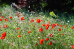 AM: 00189 Poppies & Grasses