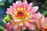 AM: 00197 Dahlia