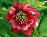 AM: 00199 Paeonia delavayi (Tree peony)