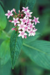 AM: 00220 Pentas lanceolata (Egyptian Star)