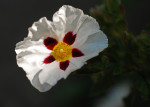 AM: 00365 Cistus x aguilarii 'Maculatus' (Rock rose)