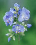 AM: 00423 Polemonium caeruleum