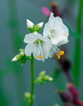 AM: 00442 Polemonium caeruleum 'White Pearl'