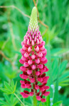 AM: 00582 Lupin