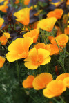 AM: 00822 Eschscholzia californica (Californian Poppy)