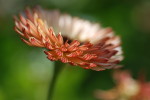 AM: 00873 Helichrysum