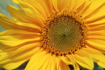 AM: 01150 Helianthus annuus (Sunflower)