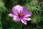 AM: 01177 Pink cosmos