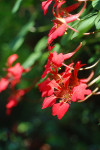 AM: 01192 Tropaeolum speciosum (Flame creeper)