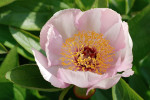 AM: 01223 Peony