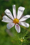 AM: 01359 Pink Cosmos unfurling