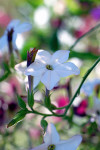 AM: 01361 Nicotiana alata