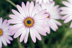 AM: 01362 Osteospermum 'Lady Leitrim'