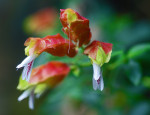 AM: 01409 Justicia brandegeana (Shrimp plant)