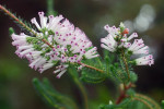 AM: 01584 Fabiana imbricata