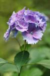 AM: 02495 Hydrangea