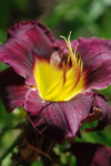 AM: 02664 Hemerocallis 'Bela Lugosi'