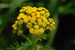 AM: 02670 Tanacetum vulgare (Golden Yellow Tansy)