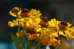 AM: 02705 Helenium 'Sahin's Early Flowerer'