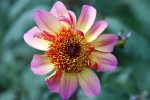 AM: 02855 Dahlia