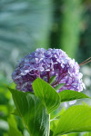 AM: 04723 Hydrangea