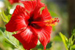 AM: 05112 Hibiscus rosa-sinensis