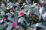 AM: 05446 Aechmea fasciata (Bromeliad)