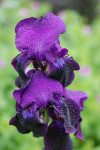 AM: 07101 Purple Bearded Iris