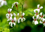 AM: 07733 Pelargonium fragrans variegatum