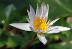 AM: 07752 Water lily