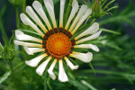 AM: 08851 Gazania rigens 'Kiss Frosty White'