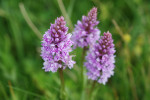 AM: 09068 Dactylorhiza fuchsii (Common spotted orchid)