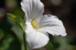 AM: 09705 Trillium grandiflorum (Wake Robin)