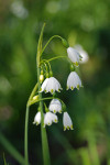 AM: 09768  Leucojum aestivum